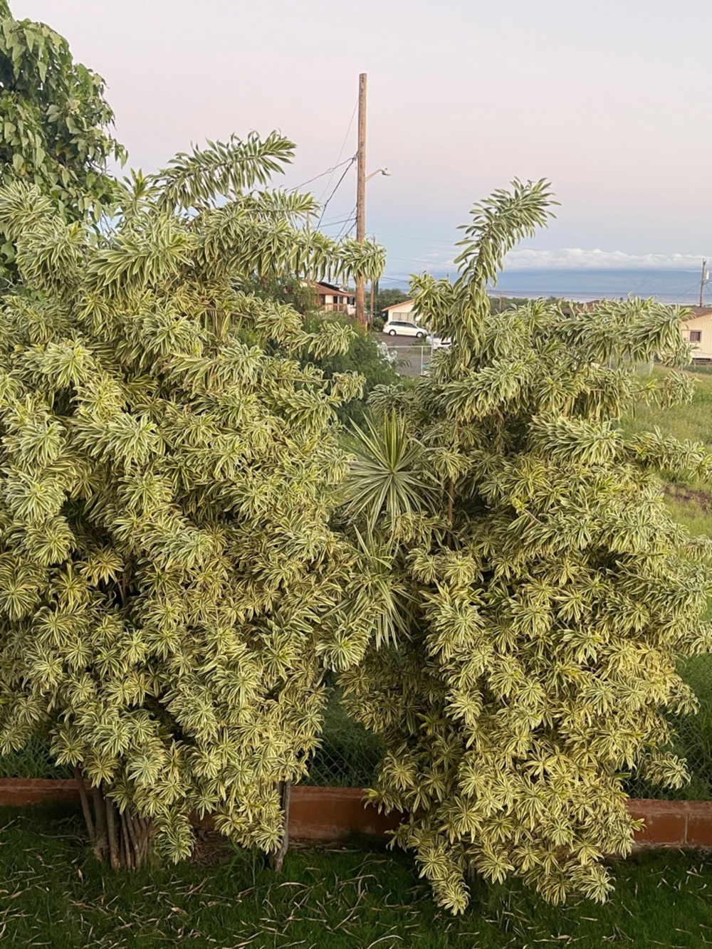 Decorative Variegated Green Indoor/Outdoor Plant - Variegated Yellow-Green